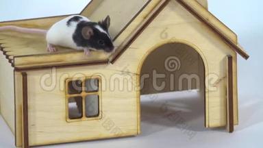 装饰可爱的老鼠在白色背景的<strong>小木屋</strong>里关门